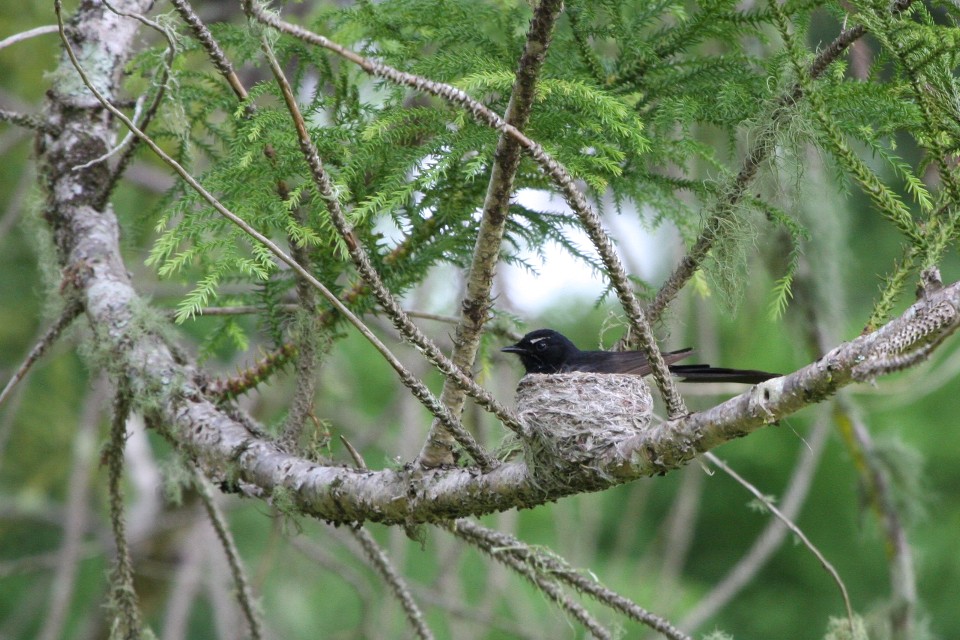 Willie Wagtail (Rhipidura leucophrys)